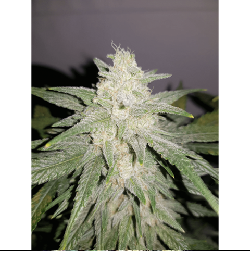 AMNESI-K LEMON · Kannabia...